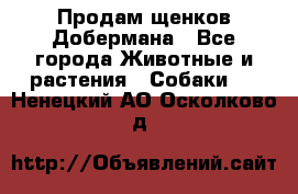 Продам щенков Добермана - Все города Животные и растения » Собаки   . Ненецкий АО,Осколково д.